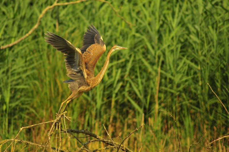Airone rosso in primo piano